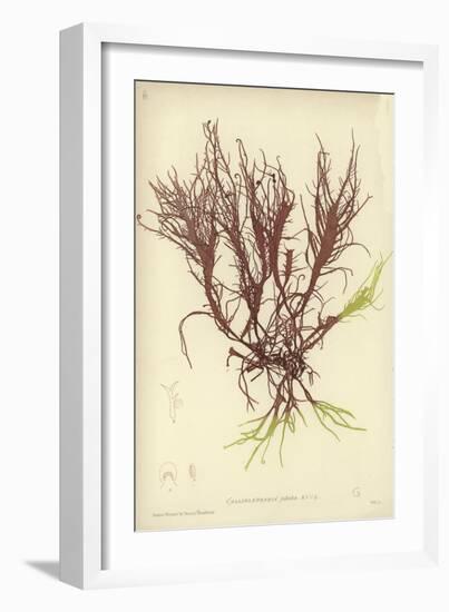 British Sea-Weed-null-Framed Giclee Print