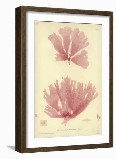 British Sea-Weed-null-Framed Giclee Print