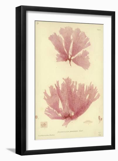 British Sea-Weed-null-Framed Giclee Print