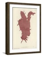 British Sea-Weed-null-Framed Giclee Print