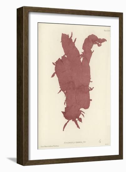 British Sea-Weed-null-Framed Giclee Print