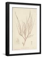 British Sea-Weed-null-Framed Giclee Print