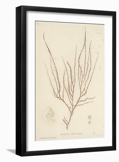 British Sea-Weed-null-Framed Giclee Print