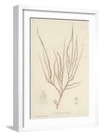 British Sea-Weed-null-Framed Giclee Print