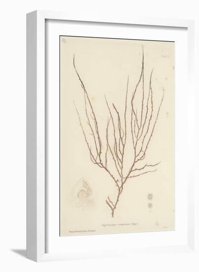 British Sea-Weed-null-Framed Giclee Print