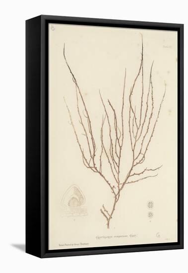 British Sea-Weed-null-Framed Stretched Canvas