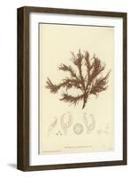 British Sea-Weed-null-Framed Giclee Print