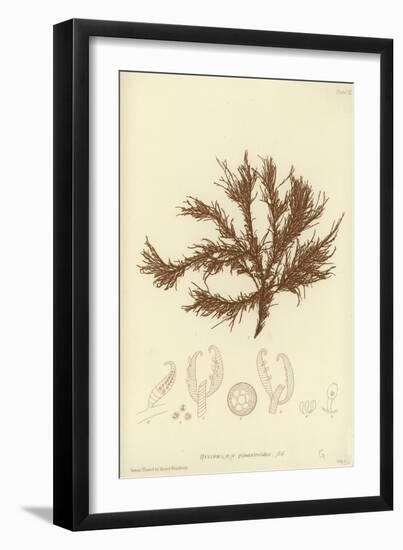 British Sea-Weed-null-Framed Giclee Print