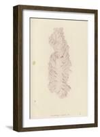 British Sea-Weed-null-Framed Giclee Print