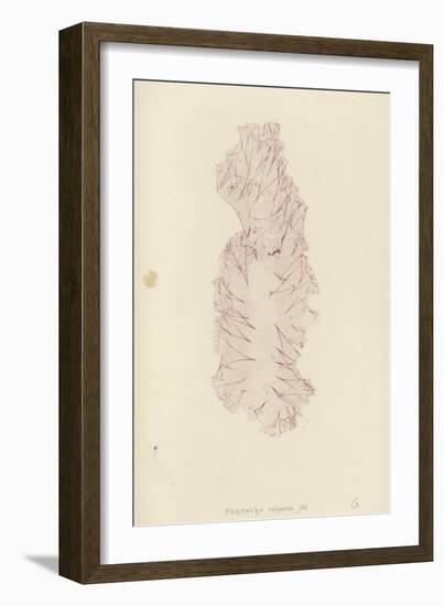 British Sea-Weed-null-Framed Giclee Print