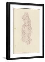 British Sea-Weed-null-Framed Giclee Print