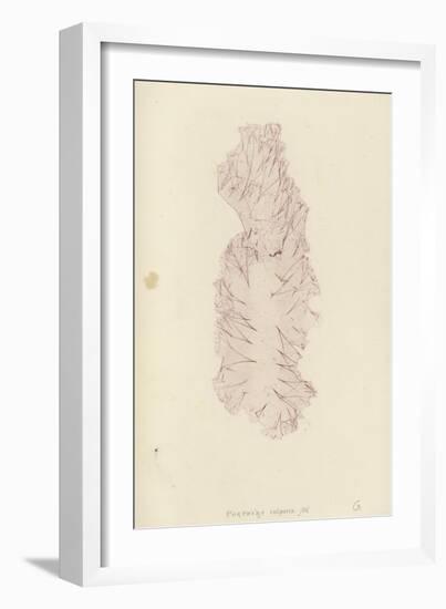 British Sea-Weed-null-Framed Giclee Print