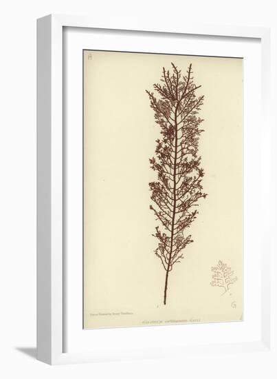 British Sea-Weed-null-Framed Giclee Print