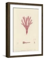 British Sea-Weed-null-Framed Giclee Print