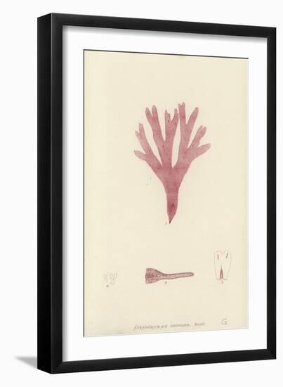 British Sea-Weed-null-Framed Giclee Print