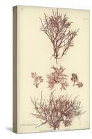 British Sea-Weed-null-Stretched Canvas