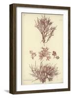 British Sea-Weed-null-Framed Giclee Print