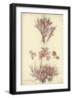 British Sea-Weed-null-Framed Giclee Print