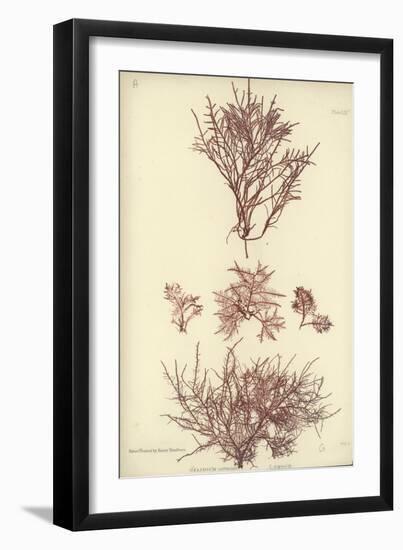 British Sea-Weed-null-Framed Giclee Print