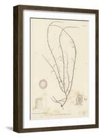 British Sea-Weed-null-Framed Giclee Print