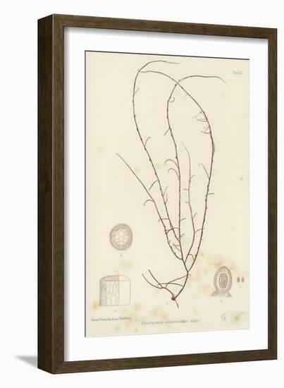 British Sea-Weed-null-Framed Giclee Print