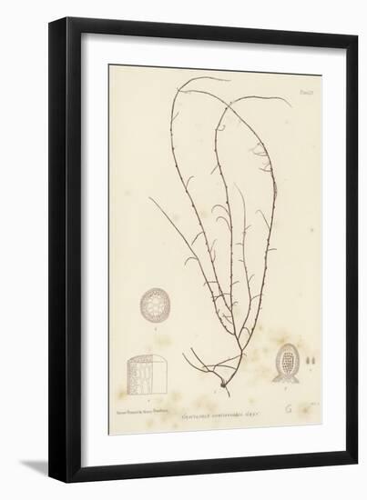 British Sea-Weed-null-Framed Giclee Print