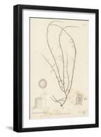 British Sea-Weed-null-Framed Giclee Print