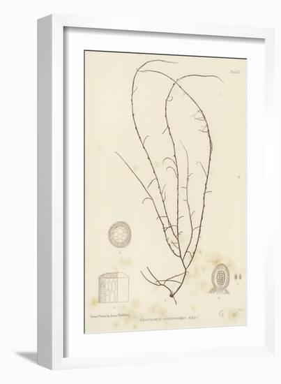 British Sea-Weed-null-Framed Giclee Print