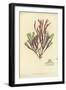 British Sea-Weed-null-Framed Giclee Print