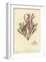 British Sea-Weed-null-Framed Giclee Print