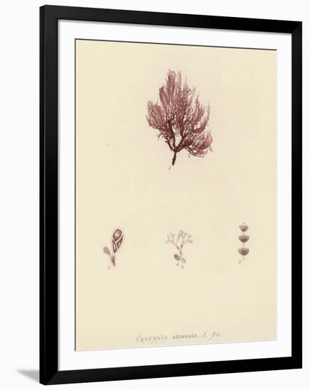 British Sea-Weed-null-Framed Giclee Print