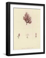 British Sea-Weed-null-Framed Giclee Print