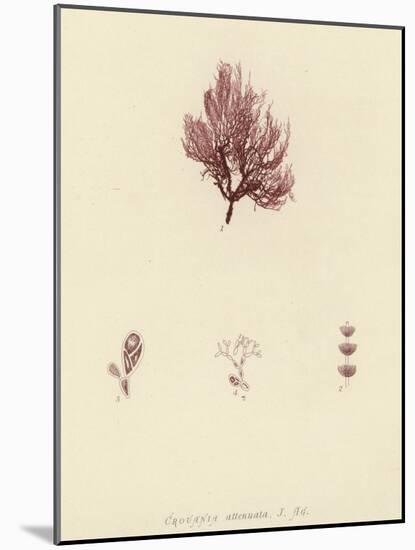 British Sea-Weed-null-Mounted Giclee Print