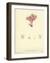 British Sea-Weed-null-Framed Giclee Print