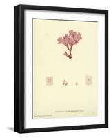 British Sea-Weed-null-Framed Giclee Print