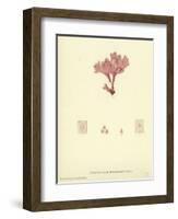 British Sea-Weed-null-Framed Giclee Print