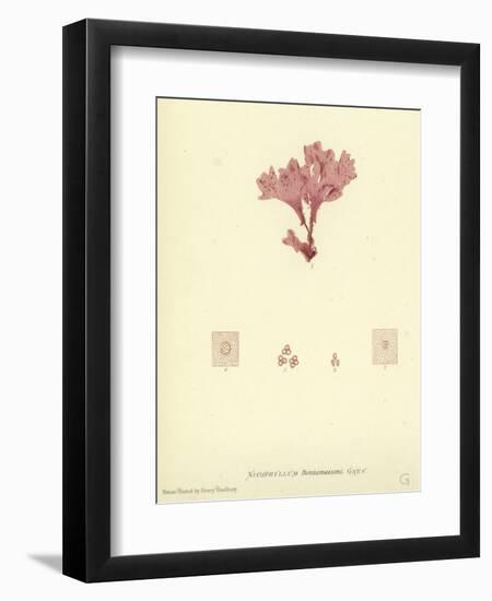 British Sea-Weed-null-Framed Giclee Print