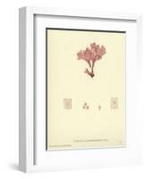 British Sea-Weed-null-Framed Giclee Print