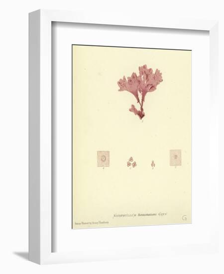 British Sea-Weed-null-Framed Giclee Print