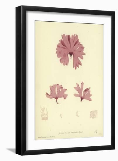 British Sea-Weed-null-Framed Giclee Print