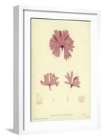 British Sea-Weed-null-Framed Giclee Print