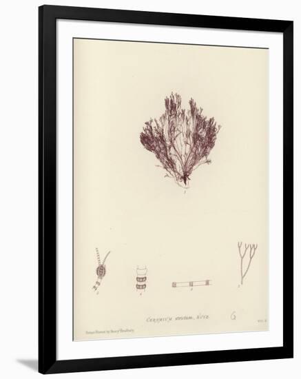 British Sea-Weed-null-Framed Giclee Print