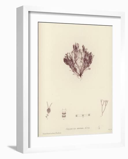 British Sea-Weed-null-Framed Giclee Print