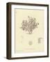 British Sea-Weed-null-Framed Giclee Print