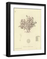 British Sea-Weed-null-Framed Giclee Print