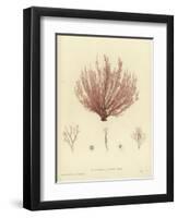 British Sea-Weed-null-Framed Premium Giclee Print