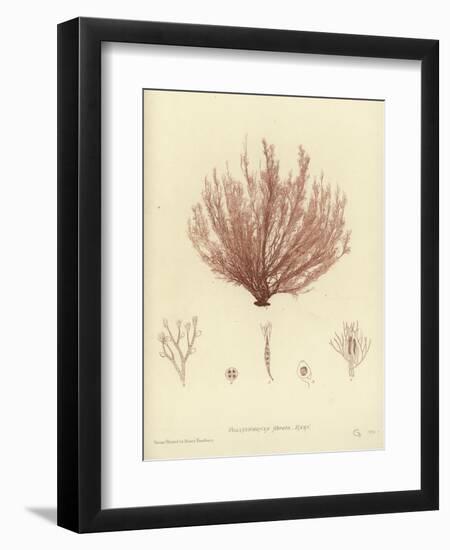 British Sea-Weed-null-Framed Premium Giclee Print