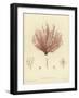 British Sea-Weed-null-Framed Giclee Print