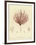 British Sea-Weed-null-Framed Giclee Print