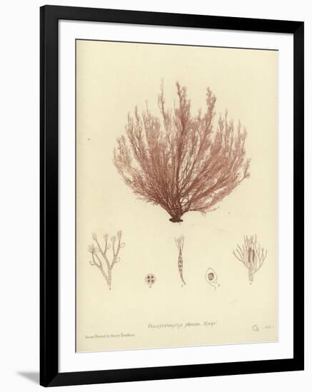 British Sea-Weed-null-Framed Giclee Print